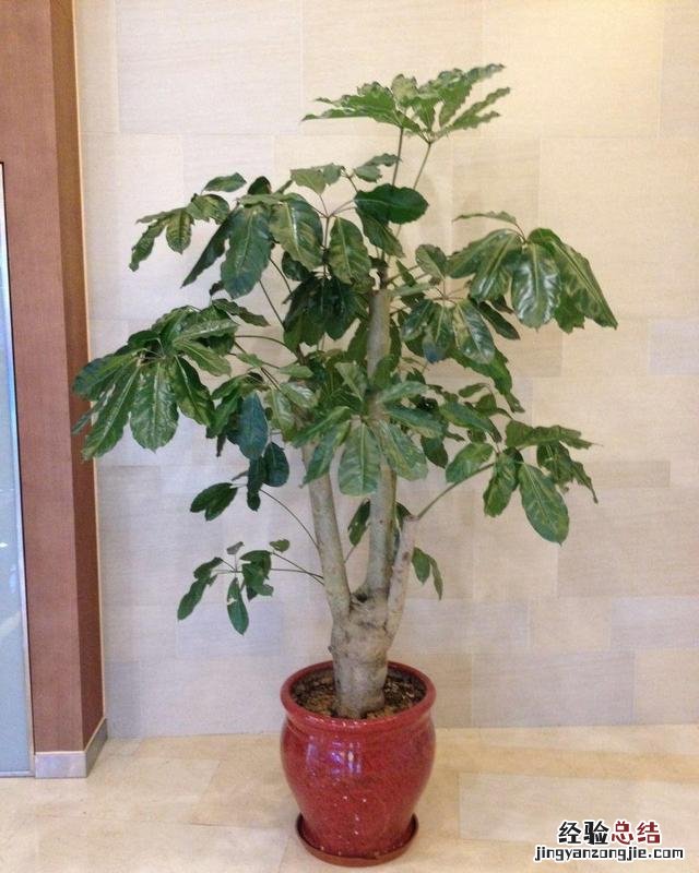 摇钱树怎么养才能长得茂盛呢 摇钱树苗怎么种