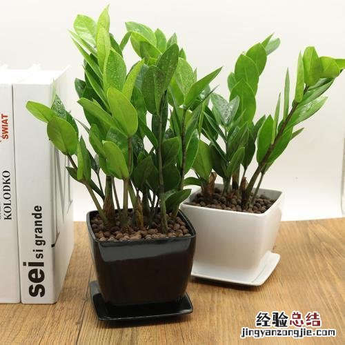 摇钱树怎么养才能长得茂盛呢 摇钱树苗怎么种