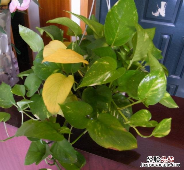 新养的绿萝叶子发黄快速补救方法 绿萝绿萝叶子发黄怎么办