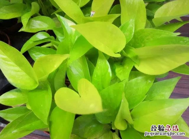 新养的绿萝叶子发黄快速补救方法 绿萝绿萝叶子发黄怎么办