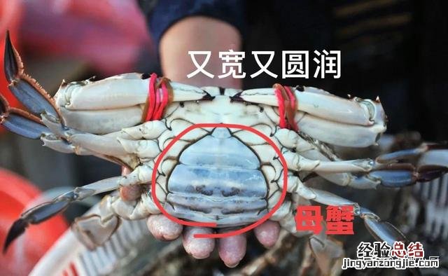 公蟹和母蟹区别大；牢记3买3不买 螃蟹公母怎么分辨图片