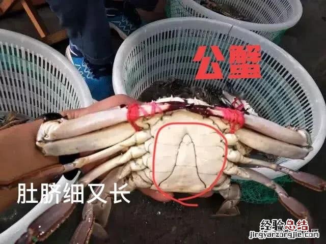 公蟹和母蟹区别大；牢记3买3不买 螃蟹公母怎么分辨图片