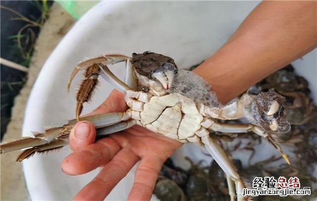 公蟹和母蟹区别大；牢记3买3不买 螃蟹公母怎么分辨图片