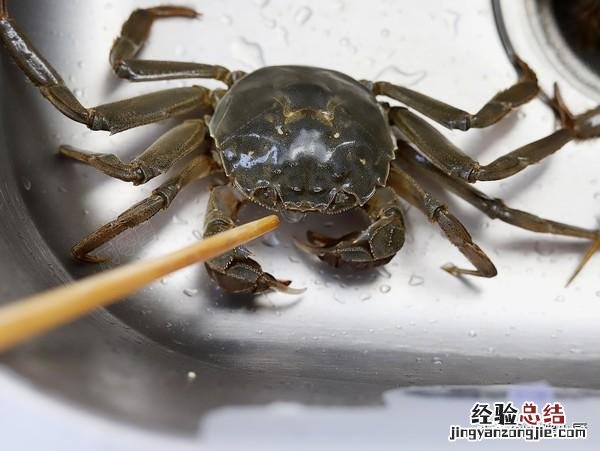 公蟹和母蟹区别大；牢记3买3不买 螃蟹公母怎么分辨图片