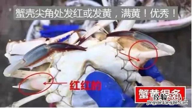 公蟹和母蟹区别大；牢记3买3不买 螃蟹公母怎么分辨图片