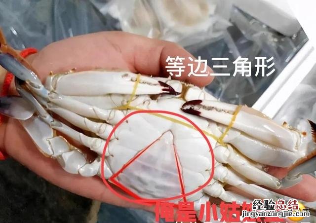 公蟹和母蟹区别大；牢记3买3不买 螃蟹公母怎么分辨图片