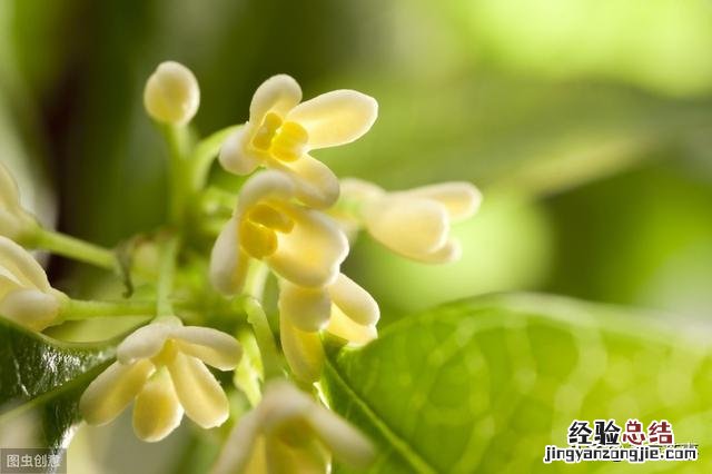 桂花茶应该如何搭配和饮用 桂花茶怎么制作方法