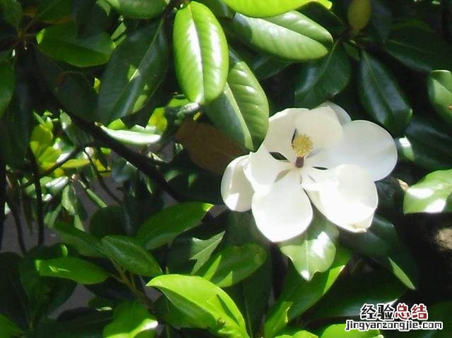 养白兰花的技巧与方法 白兰花怎么养才好
