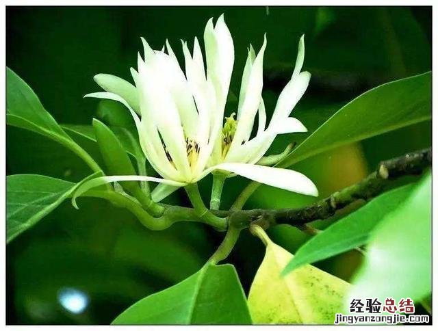养白兰花的技巧与方法 白兰花怎么养才好