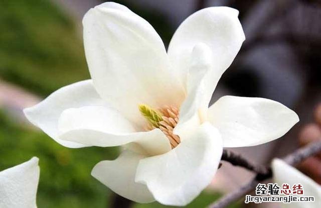养白兰花的技巧与方法 白兰花怎么养才好