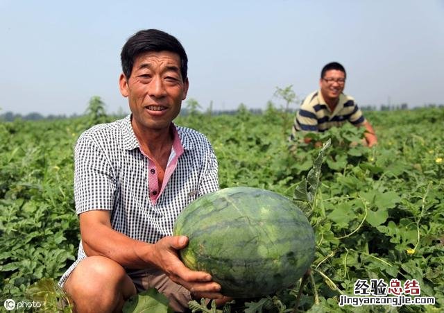 西瓜种植技术与管理方法 西瓜怎么种植才能高产