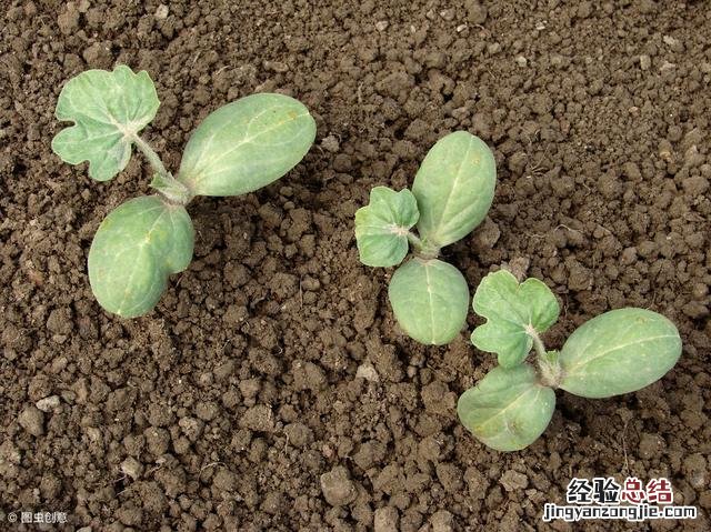 西瓜种植技术与管理方法 西瓜怎么种植才能高产