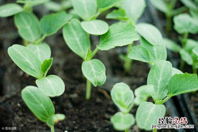 西瓜种植技术与管理方法 西瓜怎么种植才能高产