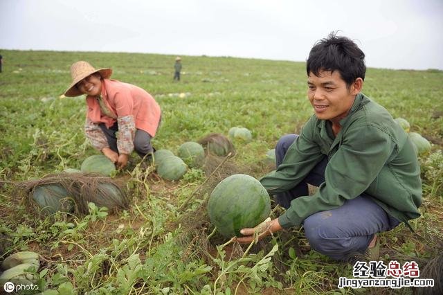 西瓜种植技术与管理方法 西瓜怎么种植才能高产