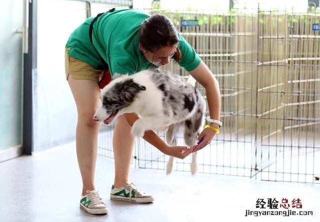 训练边境牧羊犬的方法及训练技巧 边境牧羊犬怎么训练听话