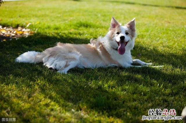 训练边境牧羊犬的方法及训练技巧 边境牧羊犬怎么训练听话