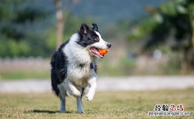 训练边境牧羊犬的方法及训练技巧 边境牧羊犬怎么训练听话