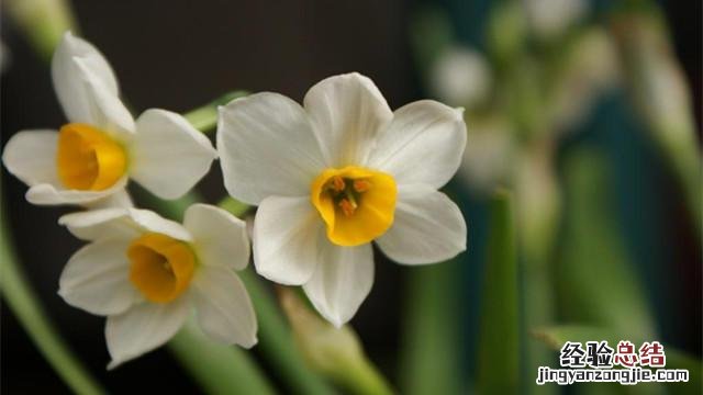 家里养水仙的正确方法 水仙花怎么养开花快