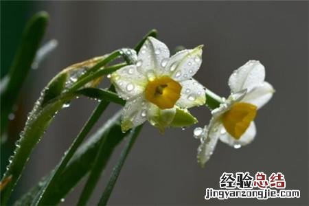 家里养水仙的正确方法 水仙花怎么养开花快