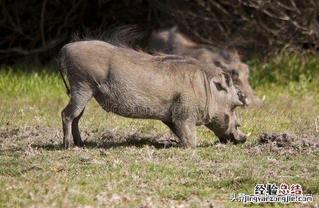 地名 错把「亳州」读成「毫州」 亳州怎么读拼音