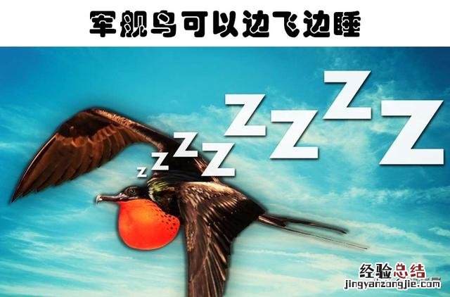 7种动物非常奇怪的睡眠方式 动物是怎么睡觉的姿势