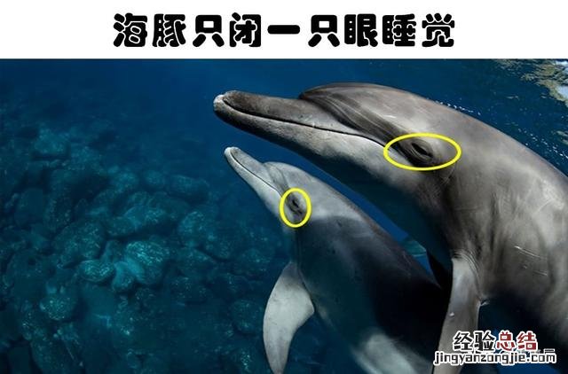 7种动物非常奇怪的睡眠方式 动物是怎么睡觉的姿势