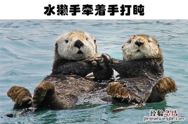 7种动物非常奇怪的睡眠方式 动物是怎么睡觉的姿势