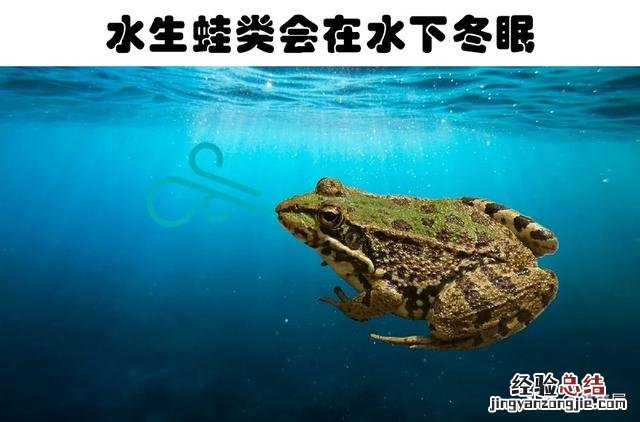 7种动物非常奇怪的睡眠方式 动物是怎么睡觉的姿势