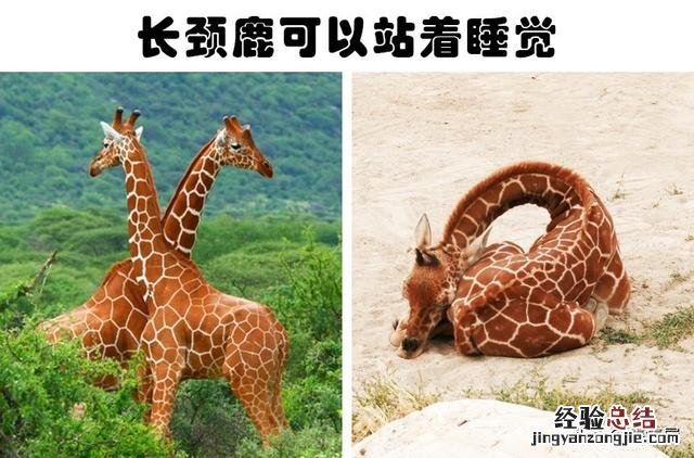7种动物非常奇怪的睡眠方式 动物是怎么睡觉的姿势