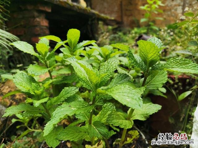教你用薄荷叶做美食 薄荷叶怎么吃最好