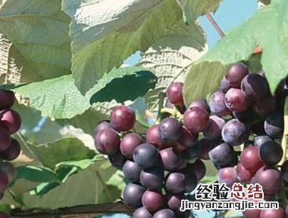 葡萄叶子发黄快速补救方法 葡萄叶子发黄怎么办小妙招