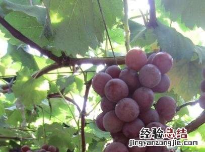 葡萄叶子发黄快速补救方法 葡萄叶子发黄怎么办小妙招