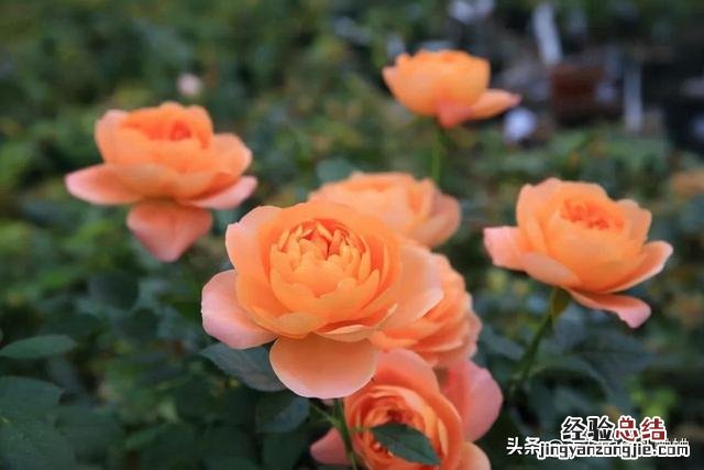 这“四废料”不要扔 怎么样才能快速获得肥料呢