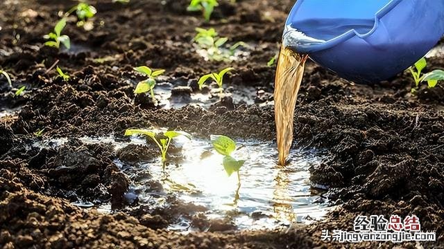 这“四废料”不要扔 怎么样才能快速获得肥料呢