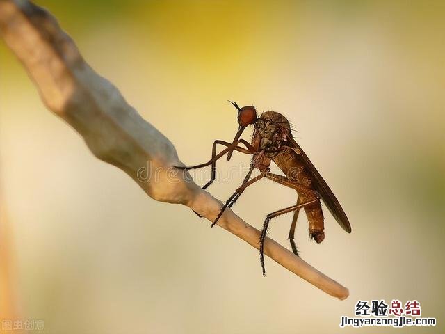 消灭苍蝇的小妙招实用 屋里的苍蝇怎么驱赶