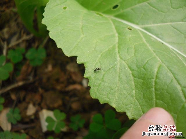 怎么消灭土里的蚂蚁最有效的办法 家里有蚂蚁怎么能彻底消灭