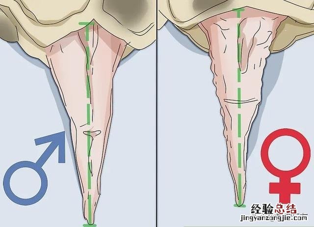 如何辨别一只乌龟是雄性还是雌性 乌龟怎么分公母图解