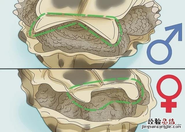 如何辨别一只乌龟是雄性还是雌性 乌龟怎么分公母图解