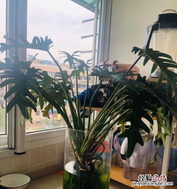 水培植物多长时间换水一次 水生植物怎么养护管理