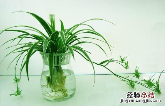 水培植物多长时间换水一次 水生植物怎么养护管理