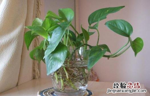 水培植物多长时间换水一次 水生植物怎么养护管理