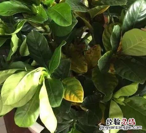 栀子花黄叶快速解决办法 栀子花叶子发黄干枯掉叶子怎么办