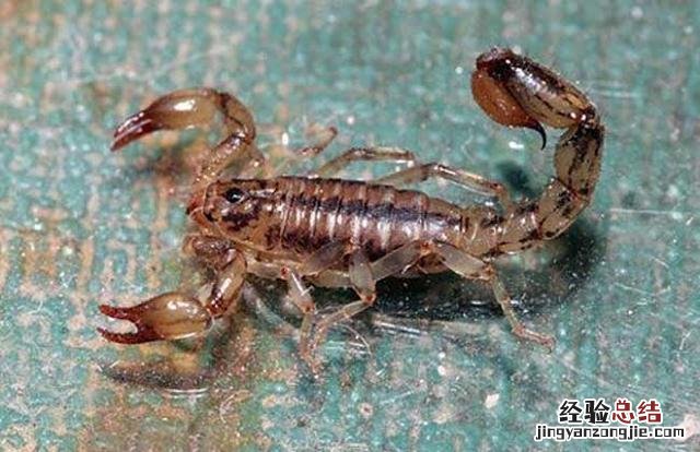 被蝎子蛰了怎么处理快速止痛 被蝎子蛰了怎么办