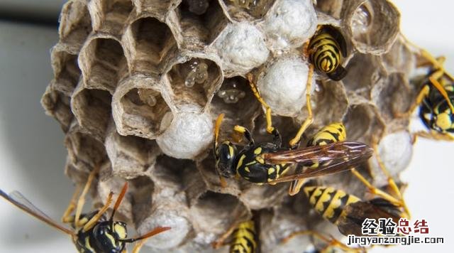 被马蜂蛰了最简单的处理方法 马蜂蛰了怎么解决