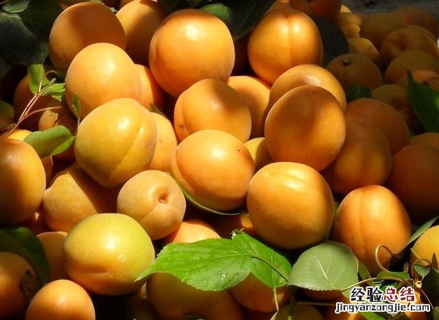 杏吃多了有什么好处和坏处 苦杏仁怎么吃才无毒