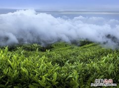 最好的竹叶青茶多少钱一公斤 竹叶青茶怎么样好喝吗