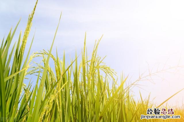 河南农业大学能成为双一流大学吗 河南农业大学怎么样