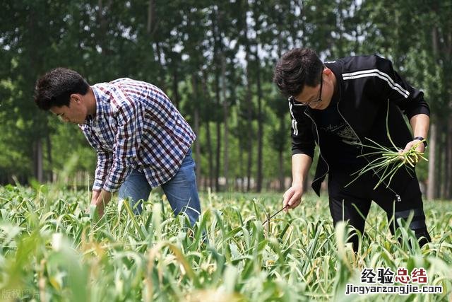 河南农业大学能成为双一流大学吗 河南农业大学怎么样
