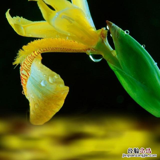 剑兰球盆栽种植方法 剑兰怎么养才能开花