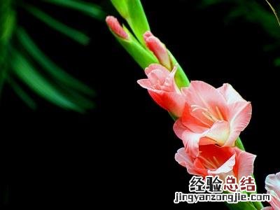 剑兰球盆栽种植方法 剑兰怎么养才能开花